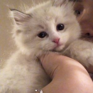 Meet your Posher, Helen